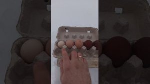 Чешский Доминант. Отзыв о курах