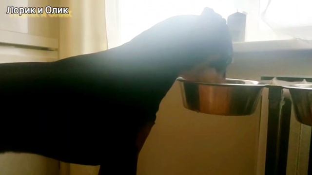 Ужин добермана Лорда. Лучше чем к меня. смотреть онлайн