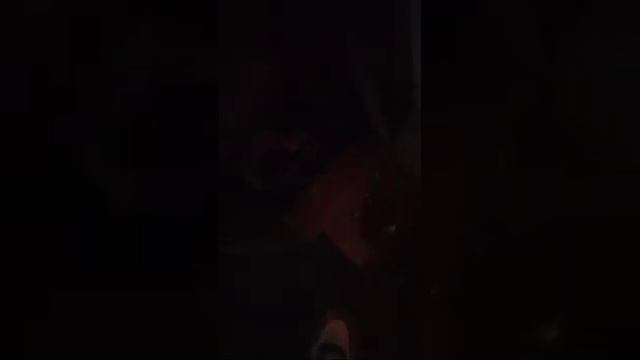 отняли котенка у 4 собак сорта хотели отнести к ветеринару его там не было отнесли в зоо забратьне смотреть онлайн