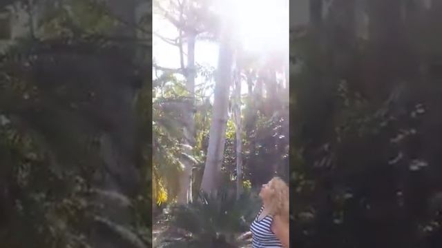 Хлопковое дерево смотреть онлайн