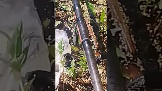 Змея ворует рыбу смотреть онлайн