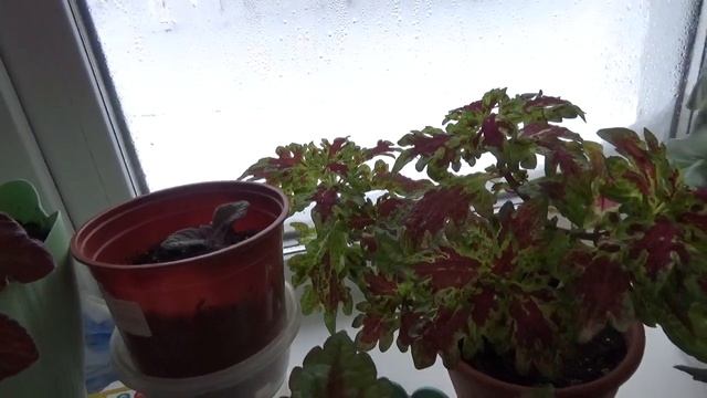 Какие цветочки у меня растут на подоконнике в спальне !!! смотреть онлайн