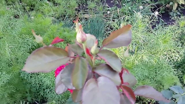 Цветы розы, galaxy s4. смотреть онлайн