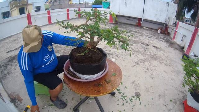 Tamarind Bonsai, From Kolkata, India