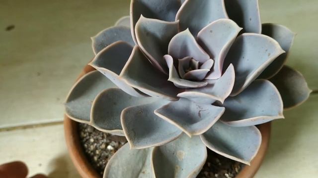 Echeveria Perle Von Nurnberg смотреть онлайн