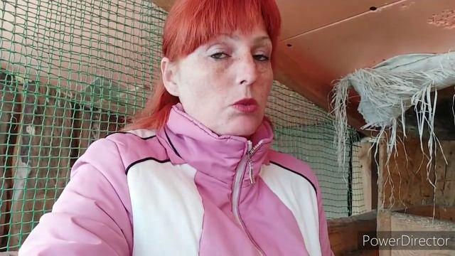 куры клюют яйца что делать❓ как правильно кормить кур несушек❓моя деревня смотреть онлайн