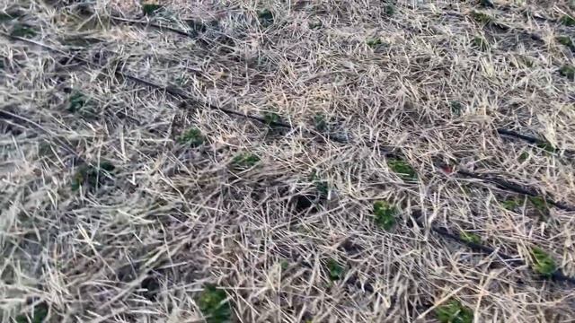 Как начинающему в клубничном в ягодном бизнесе сэкономить деньги в первы год на рассаде смотреть онлайн