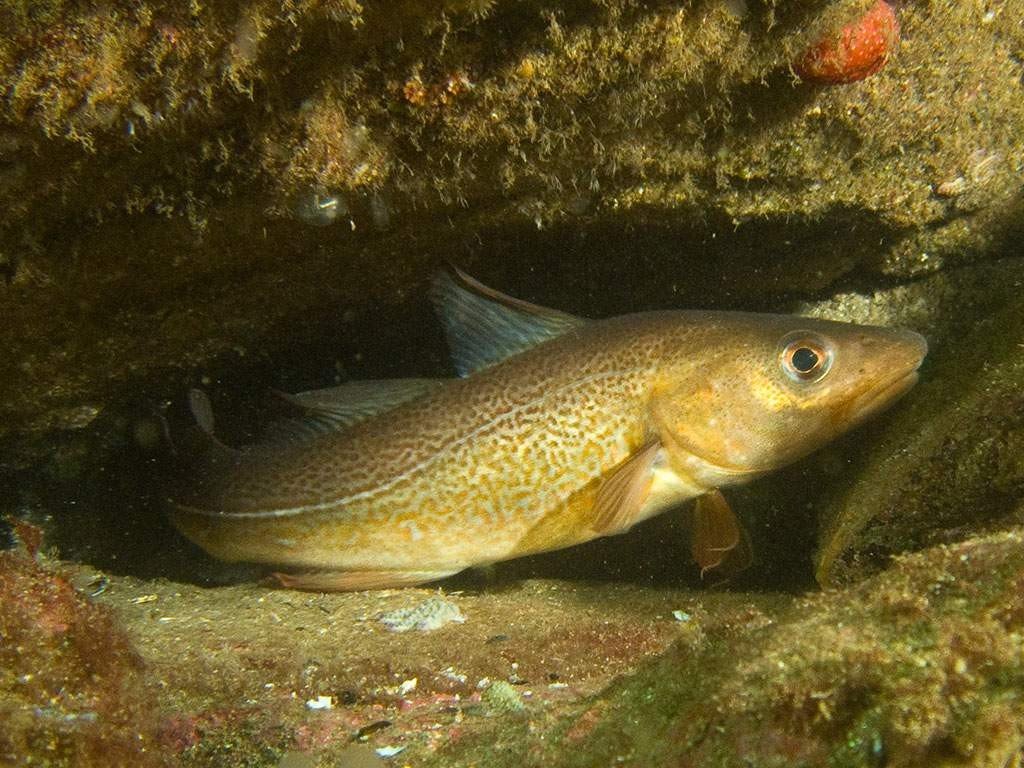 Рыбалка в Арктике|Жор трески на спининг с катера | Белое море. смотреть онлайн