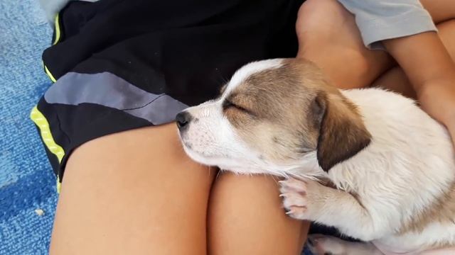 НОВЫЕ ПОЛЯНЫ, РЕКА ПШЕХА И НАШ НОВЫЙ ДРУГ. Апшеронский район. смотреть онлайн