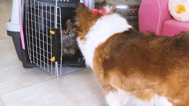 Знакомство маленького котенка Хосико с котом и собакой часть 1 смотреть онлайн