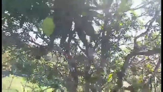 buhayprobinsya horseback riding filipino food смотреть онлайн