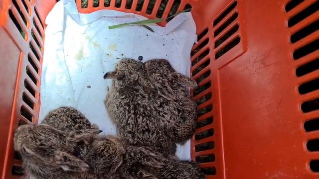 Ночные похождения новорожденных зайчат смотреть онлайн