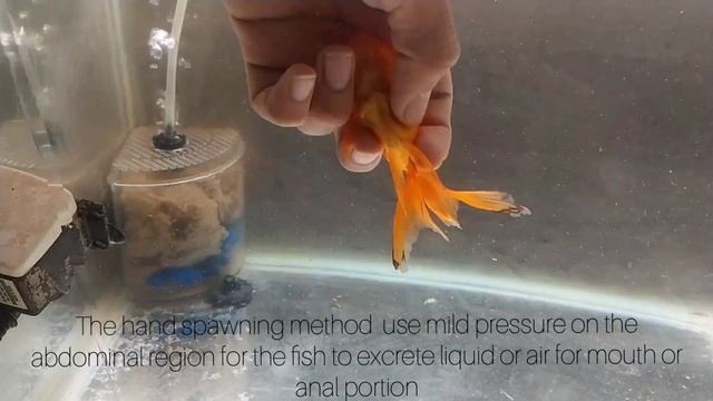 The Ultimate way to treat dropsy and swim bladder problem in fish смотреть онлайн