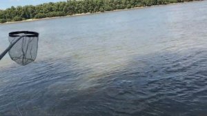 Ловля леща на реке Иртыш. Рыбалка в Омске. Лещ на фидер {Мобильная рыбалка #omskfish}