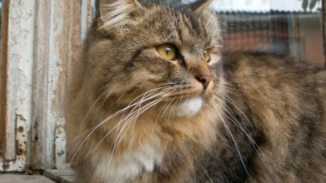 Кот симулянт! смотреть онлайн