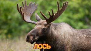 КАК ГОВОРИТ ЛОСЬ / ЗВУКИ ЛОСЯ ?

#лось #звуки_лося #как_говорит_лось #рев_лося