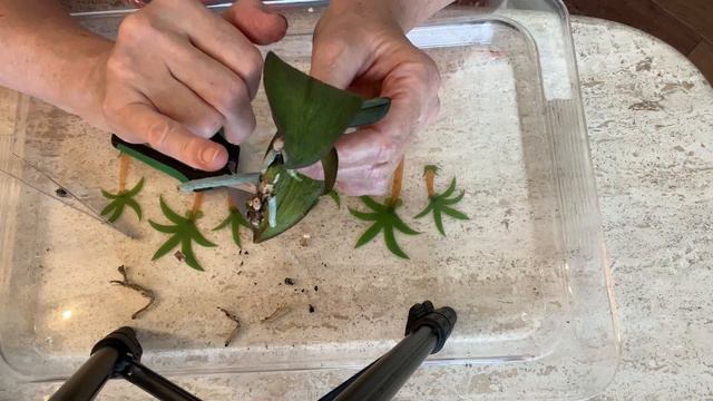 ORCHIDS. REVIEW AFTER REANIMATION - ALL RIGHT WITH THEM!