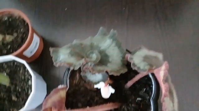🌺🌿Мои комнатные цветы.Очередные новиночки.🌿🌺 смотреть онлайн