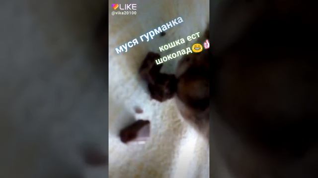 МОЯ кошка Муся первый раз ела шоколад! Шок кошка ест шоколад смотреть онлайн