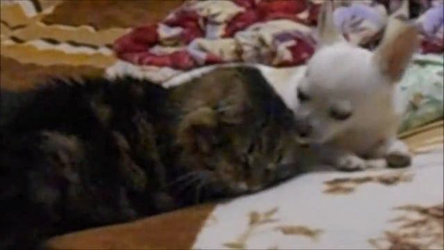 Собака лижет уши Коту / Чихуахуа Лайт Моет Уши Коту Фильке/Отношения междк Котом и Собакой/ смотреть онлайн