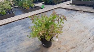 Спирея Firelight С7.5