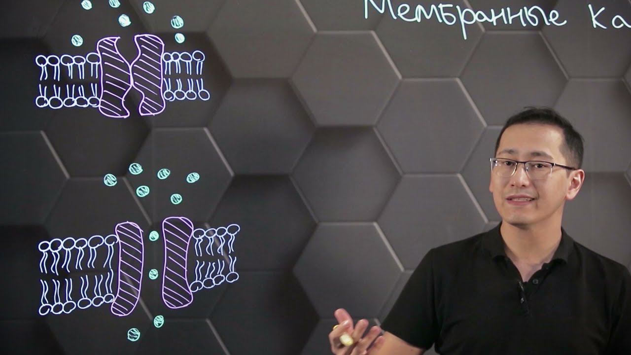Диффузия через мембранные каналы. 10 класс. смотреть онлайн