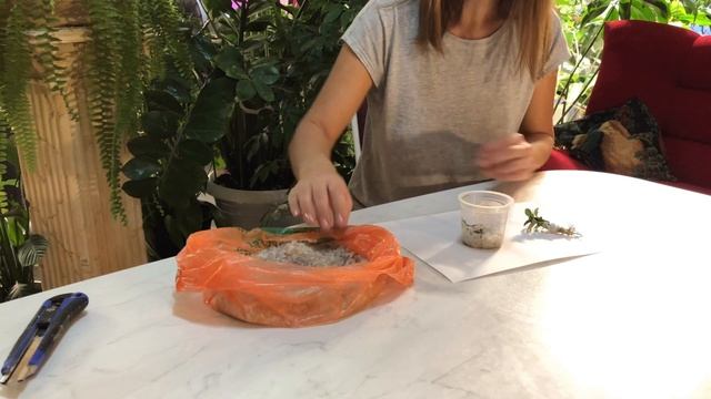 СРАЩИВАНИЕ АДЕНИУМОВ | ГРУНТ ИЗ КВАРЦЕВОГО ПЕСКА 4К смотреть онлайн