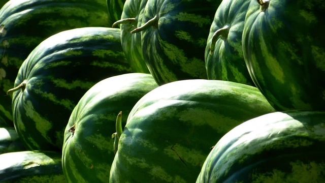 Қарбыздың сіз білмейтін тұсы қандай? ?Арбуз. смотреть онлайн