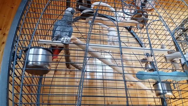 Развивающие песни и игры для Жако