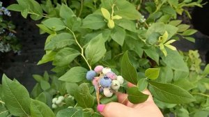 Сорт голубики Сиерра