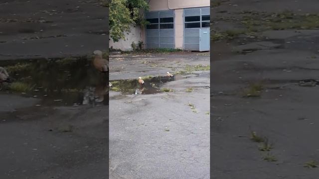 Утка Огарь (Красная утка) смотреть онлайн