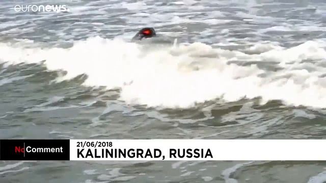 Тюлени возвращаются в Балтийское море смотреть онлайн