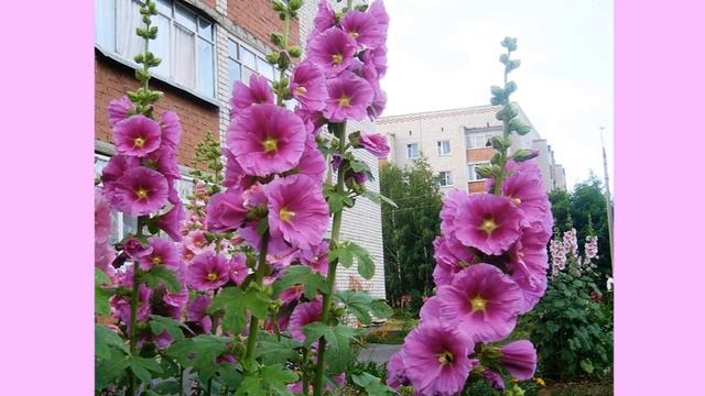 Шток-роза смотреть онлайн