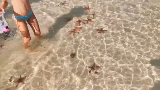 Phu Quoc Starfish Beach. Вьетнам, Фукуок, пляж с морскими звездами. Январь 2020. смотреть онлайн