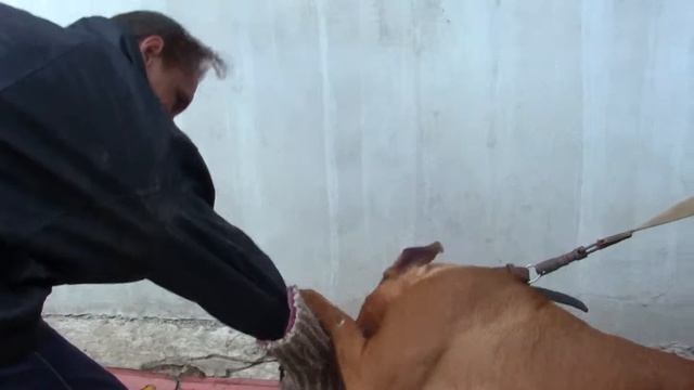 Охрана Питомник бордоских догов «Perle de France» http://perl.petsinform.com/ смотреть онлайн