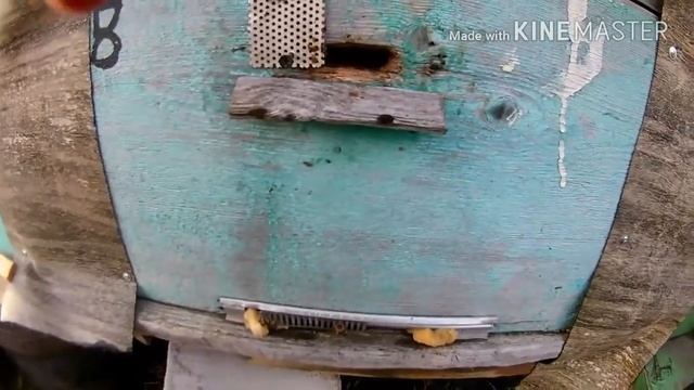 ВЕНТИЛЯЦИЯ В УЛЬЯХ, КОНТРОЛЬ ТЕМПЕРАТУРЫ И ВЛАЖНОСТИ! смотреть онлайн