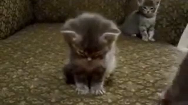 Маленький Котенок Так Устал смотреть онлайн