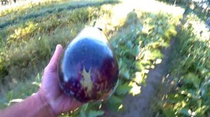 баклажан галине f1