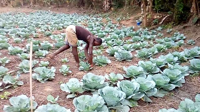 RICHARDS CABBAGE FARM смотреть онлайн