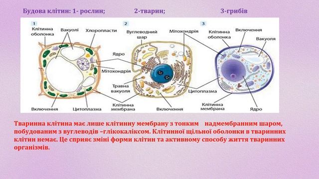 Біологія на тему "Основні відмінності тварин від рослин та грибів". Підготувала Суботіна А.В. смотреть онлайн