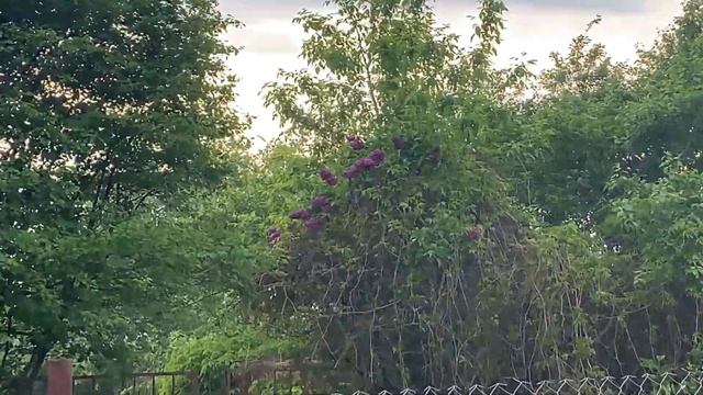 ДАЧА: Последствия от дождей? красота на клумбах? Карьер? #дача #карьер #клумбы #цветы смотреть онлайн