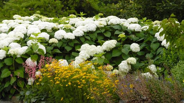 Hydrangea ID & Care Tips смотреть онлайн