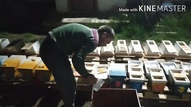 "Кирххайнский нуклеусный улеек"! Вывод маток! Пчеловодство! мини нуклеус своими руками! смотреть онлайн