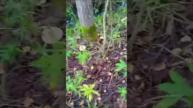 Живем на окраине леса, ходим за грибами...