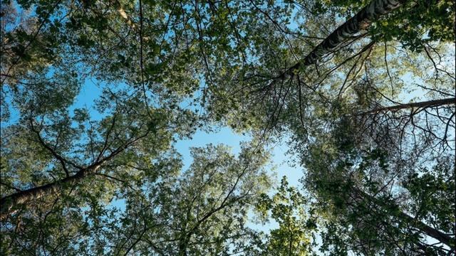 Relaxation.The Sound Of Water, Birdsong, Relaxing Music/The Sound Of Water, Birdsong, Relaxing Musi