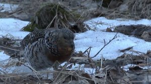 Обучающий материал как найти глухаринный ток