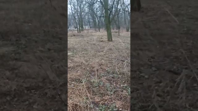 ✔️ОХОТА НА ФАЗАНА зимой с мелкашкой. Охота 2022 #2 #Shorts смотреть онлайн