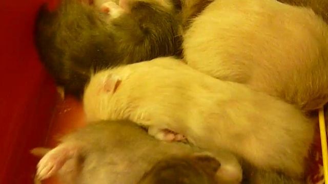 (Baby Hamsters Sleeping) Panasonic Lumix DMC-FS15 Sample Video #1 смотреть онлайн