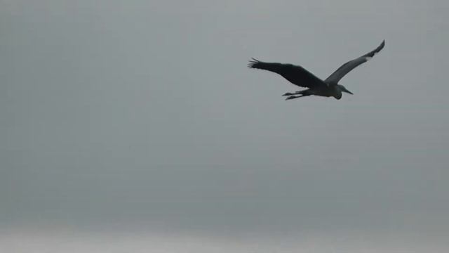 СЕРАЯ ЦАПЛЯ(Árdea cinérea) В ПОЛЁТЕ ВИРТУОЗНО ВЫПОЛНЯЕТ ТРЮК(почёсывает горлышко) смотреть онлайн