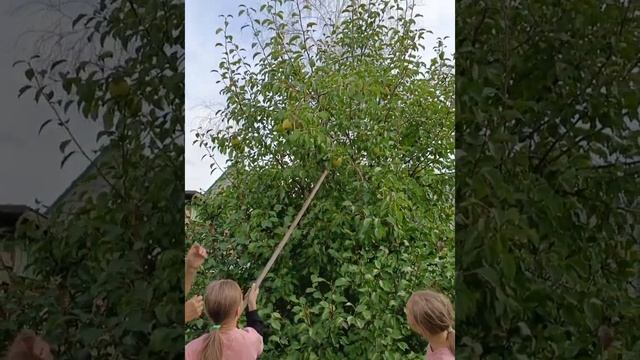 Осенние груши для Сибири. Этот сорт удивляет нас каждый год.? смотреть онлайн